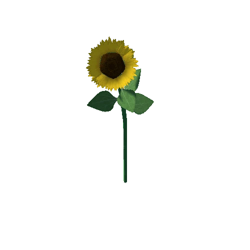 Sunflower 3